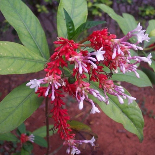 5 Rauwolfia Serpentina Very Rare Seeds For Planting | www.seedsplantworld.com