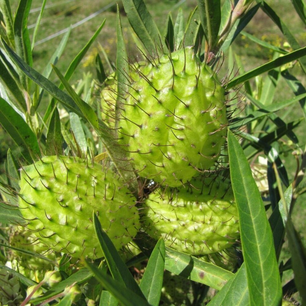 5 Asclepias Physocarpa Syn Gomphocarpus Family Jewels Seeds For Planting | www.seedsplantworld.com