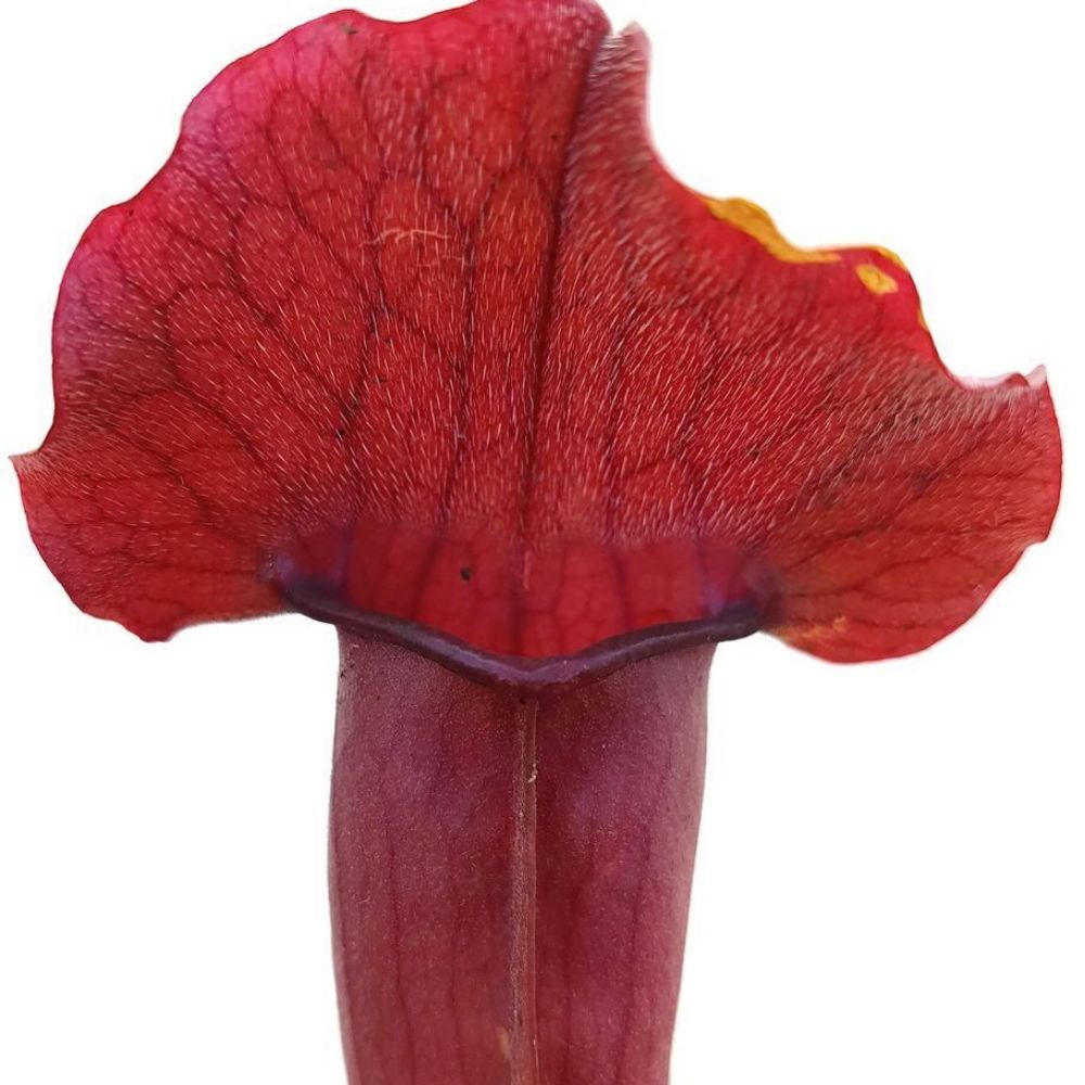 5 Sarracenia X Chelsonii Pitcher Plant Carnivorous Seeds For Planting | www.seedsplantworld.com