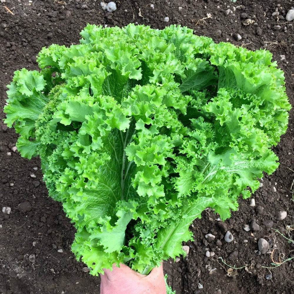 250 Green Wave Mustard Spicy Mustard Greens Vegetable Seeds | www.seedsplantworld.com