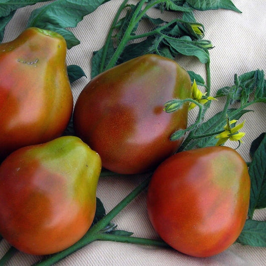 120 Black Truffle Tomato Japanese Black Trifele NON-GMO Vegetable Seeds | www.seedsplantworld.com