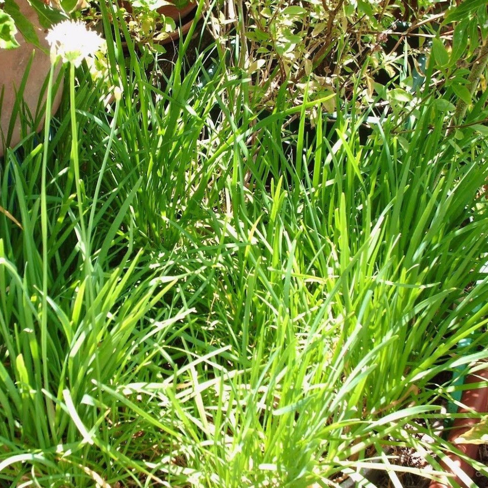 150 Garlic Chive Herb Allium Tuberosum Heirloom NON-GMO Herb Seeds | www.seedsplantworld.com