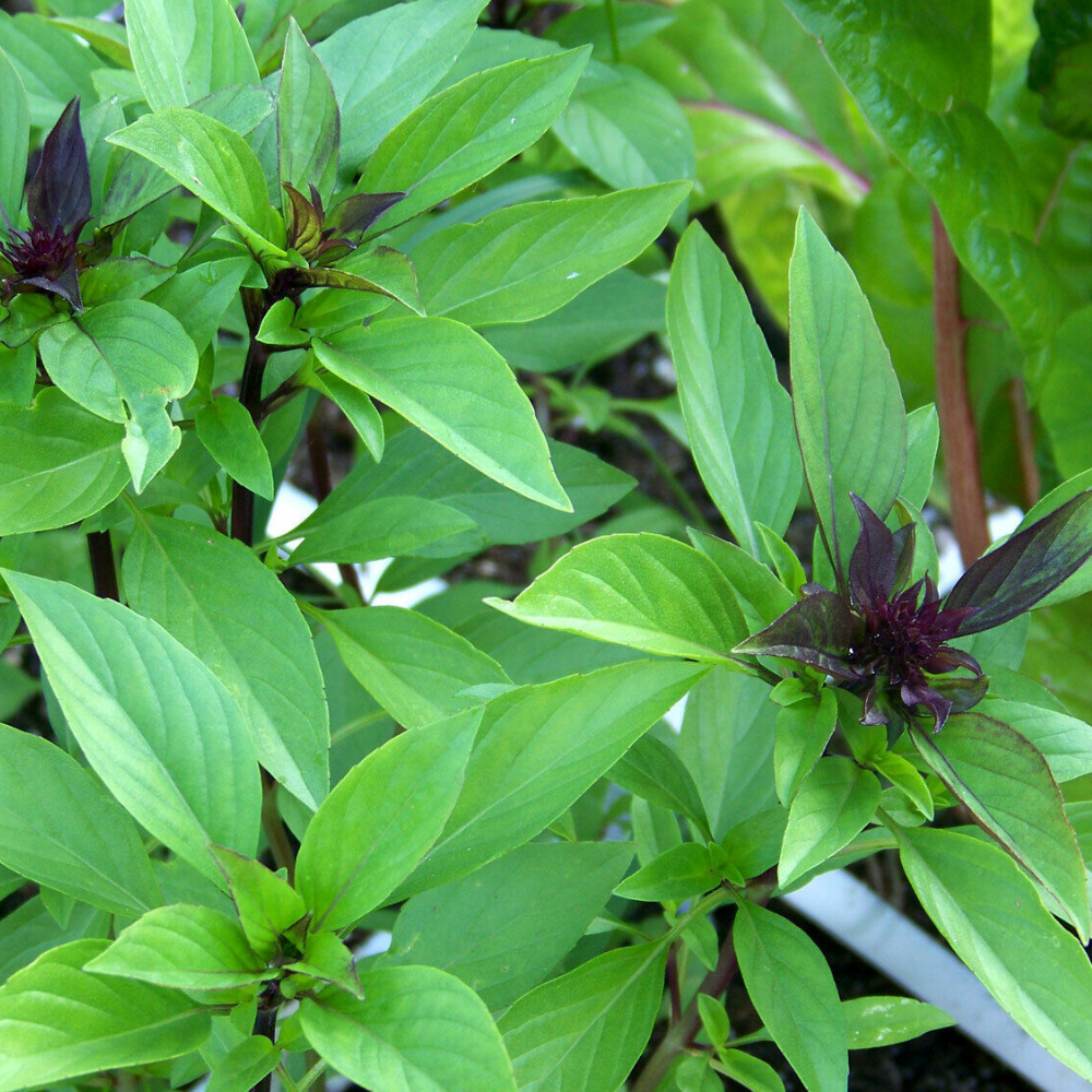 250 Thai Basil Horapha Hun Que Anise NON-GMO Herb Seeds | www.seedsplantworld.com