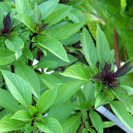 250 Thai Basil Horapha Hun Que Anise NON-GMO Herb Seeds | www.seedsplantworld.com