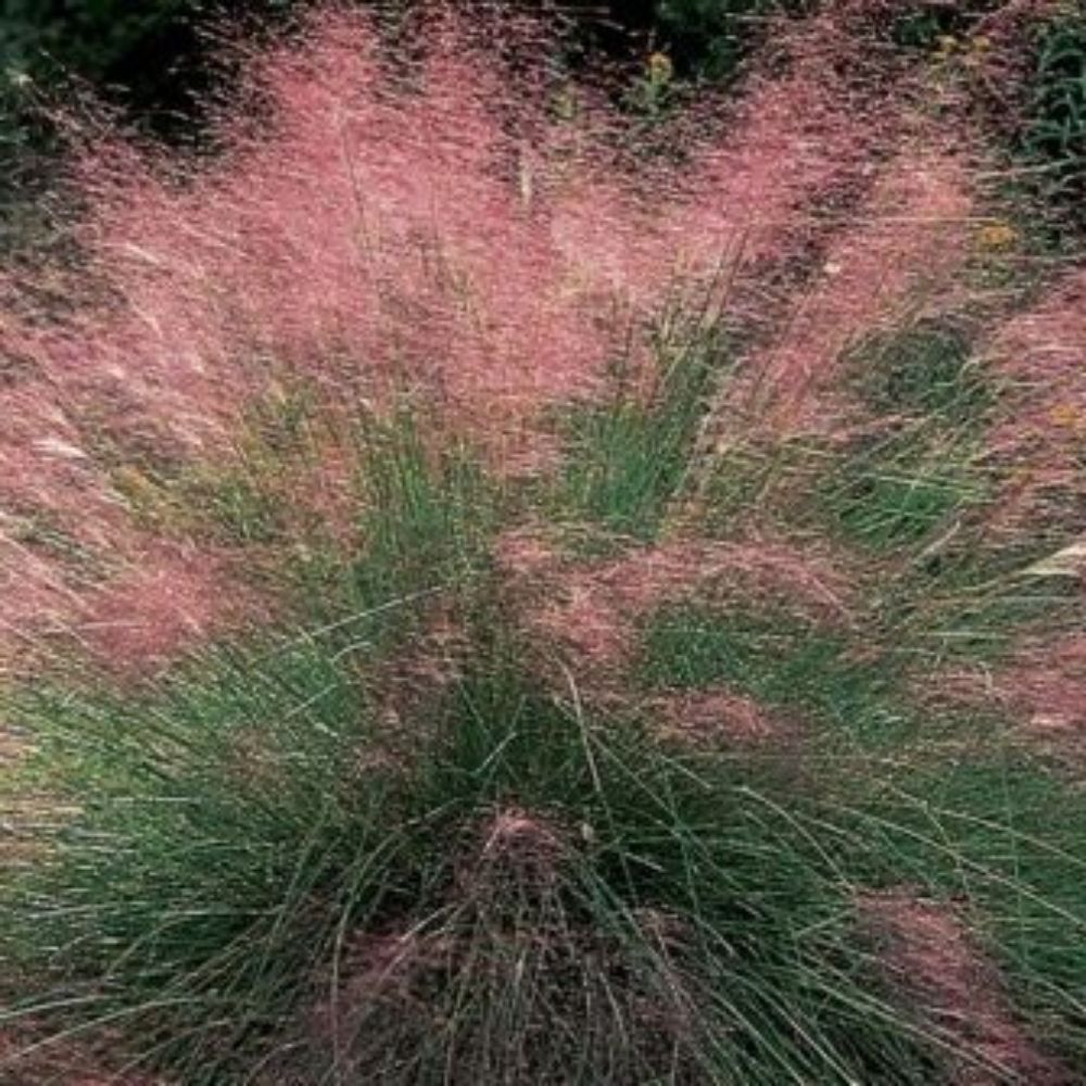 10 Muhlenbergia Capillaris Pink Muhly Grass Seeds For Planting | www.seedsplantworld.com