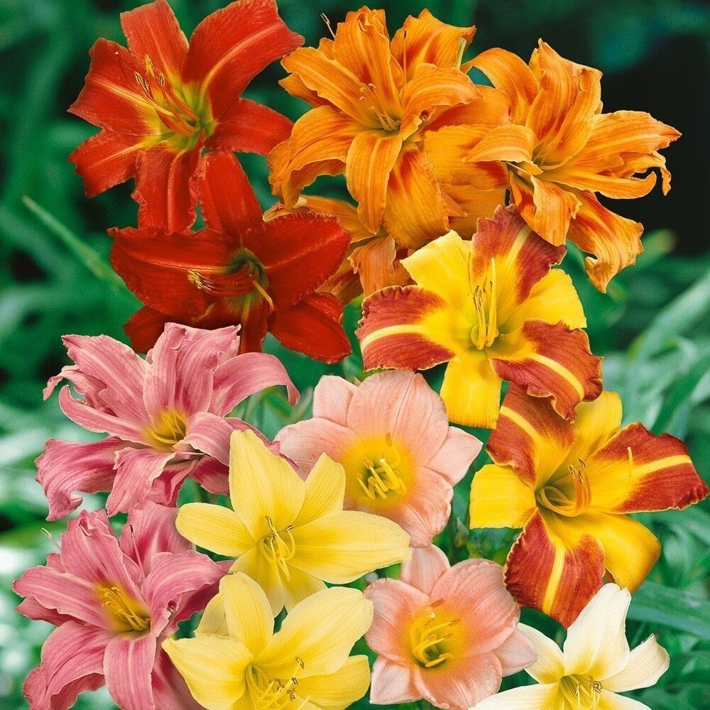 5 Hemerocallis Hybrid Mix Hardy Daylily Seeds For Planting | www.seedsplantworld.com