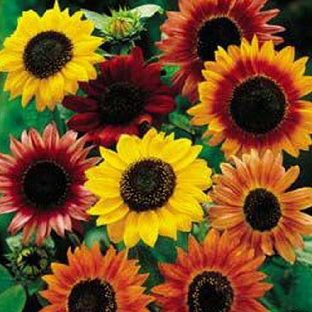 100 Sunflower Autumn Beauty Mix Flower Seeds | www.seedsplantworld.com