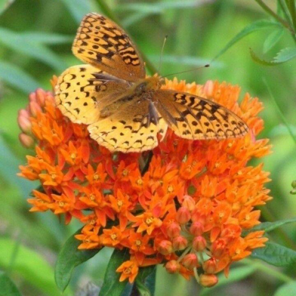 25 Milkweed Swamp Butterfly Asclepias Tuberosa Flower Seeds | www.seedsplantworld.com