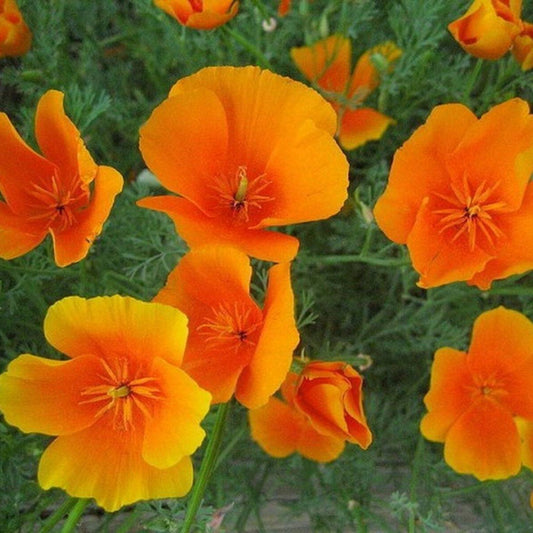 500 Poppy California Orange Flower Seeds | www.seedsplantworld.com