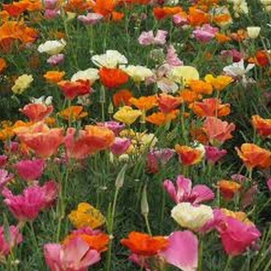 500 Poppy California Mix Flower Seeds | www.seedsplantworld.com