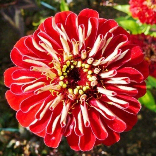 100 Zinnia Meteor Flower Seeds | www.seedsplantworld.com