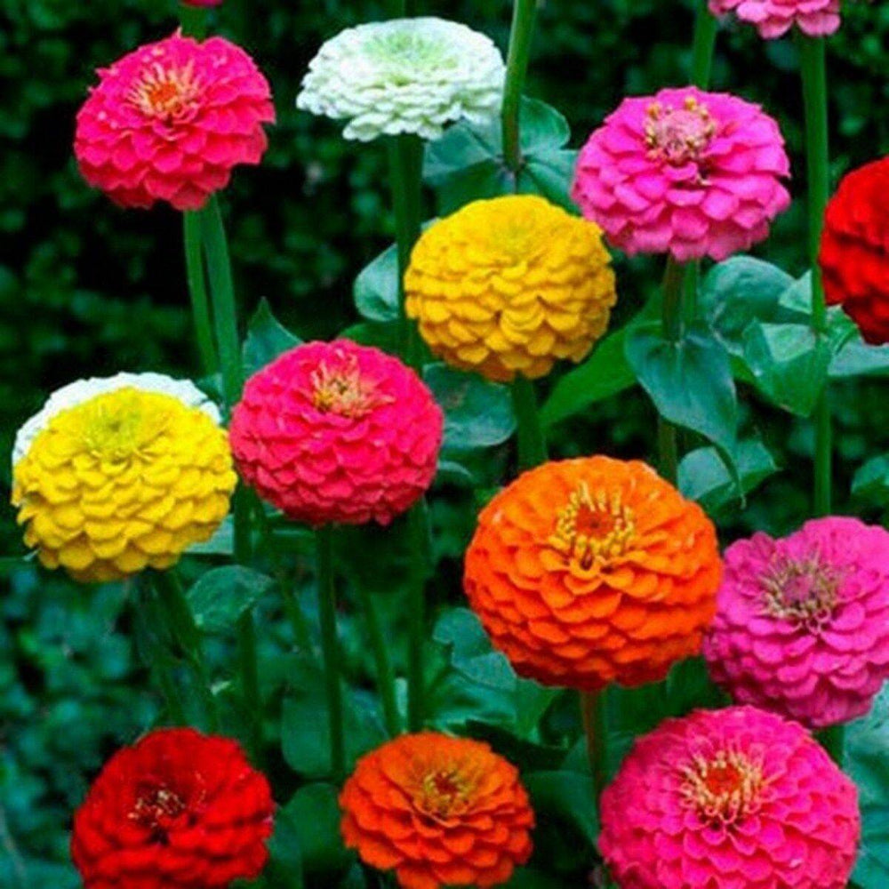 100 Zinnia Cut & Come Again Mix Flower Seeds | www.seedsplantworld.com