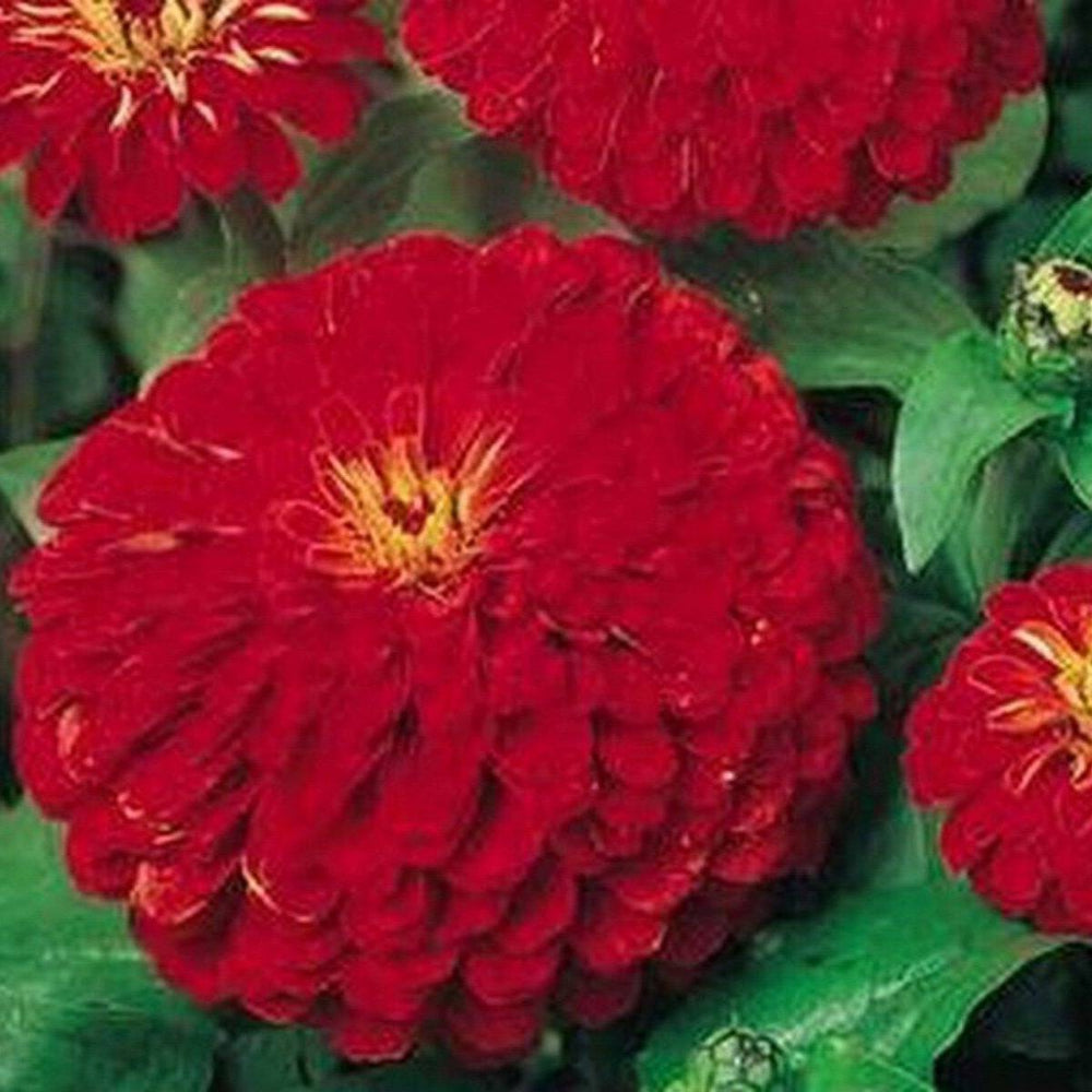 100 Zinnia Cherry Queen Flower Seeds | www.seedsplantworld.com