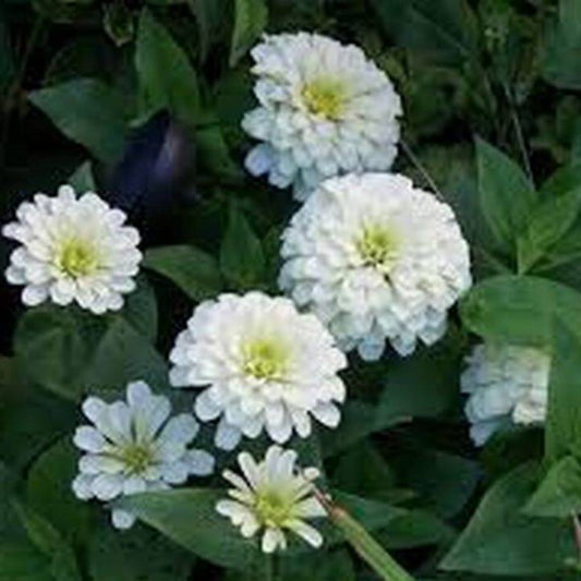 100 Zinnia Polar Bear White Flower Seeds | www.seedsplantworld.com