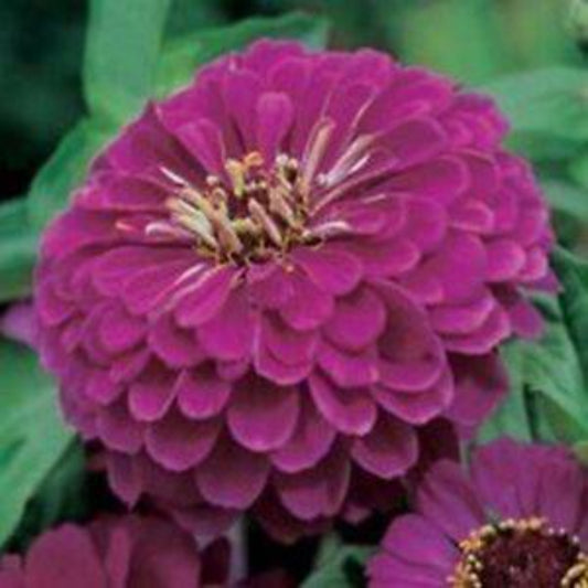 100 Zinnia Purple Prince Flower Seeds | www.seedsplantworld.com