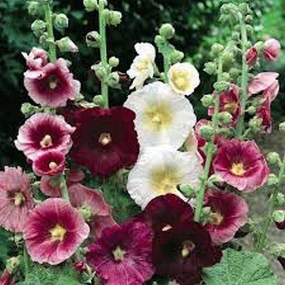 50 Hollyhock Indian Spring Mix Flower Seeds | www.seedsplantworld.com