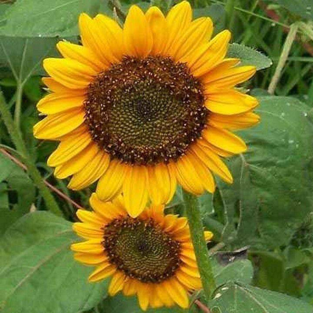 100 Sunflower Dwarf Sunspot Flower Seeds | www.seedsplantworld.com