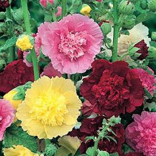 50 Hollyhock Carnival Mix Flower Seeds | www.seedsplantworld.com