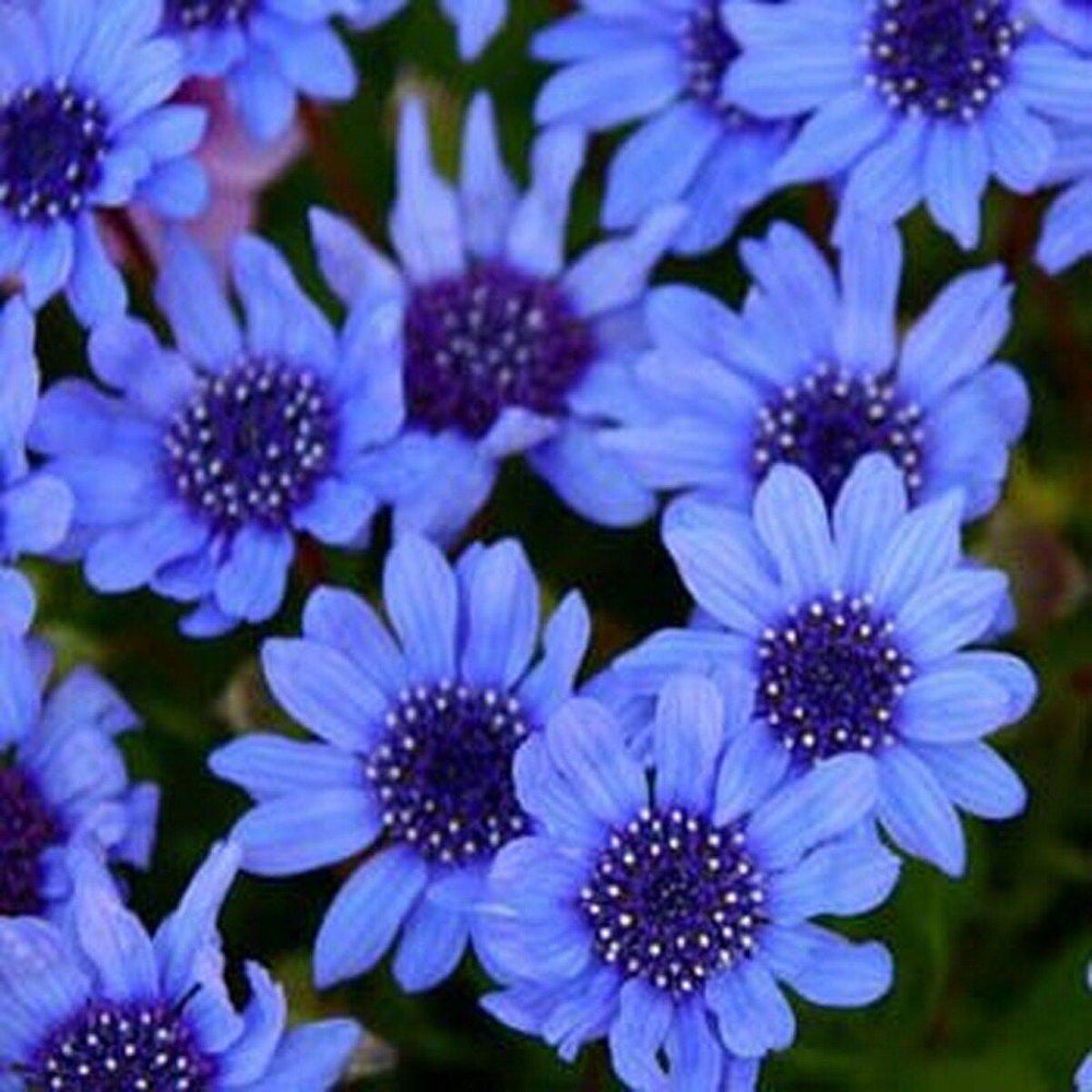 25 Blue Daisy Felicia Heterophylla Blue Flower Seeds | www.seedsplantworld.com