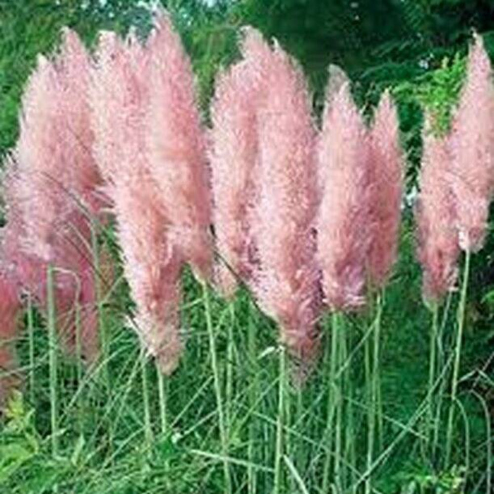 100 Pampas Grass Pink Flower Seeds | www.seedsplantworld.com