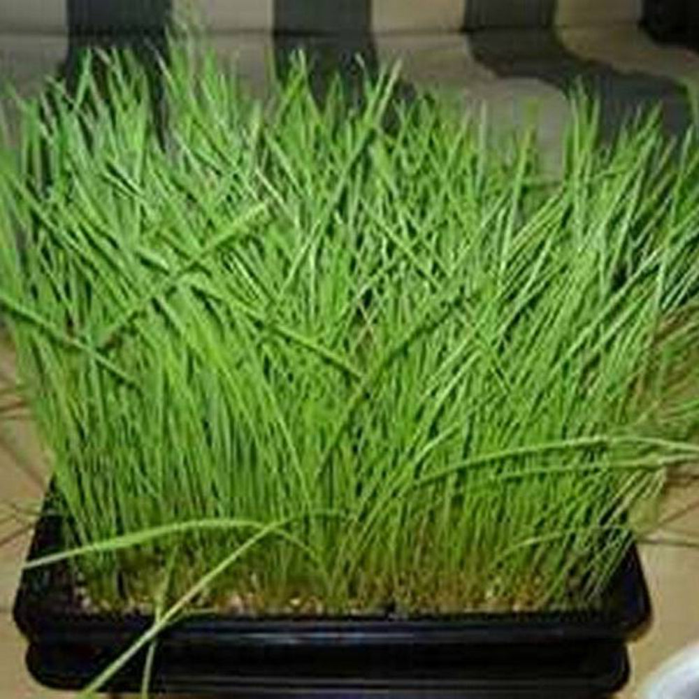 100 Cat Grass Flower Seeds | www.seedsplantworld.com