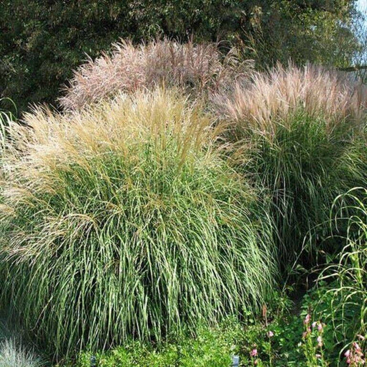 25 Chinese Silver Grass Miscanthus Sinensis Flower Seeds | www.seedsplantworld.com