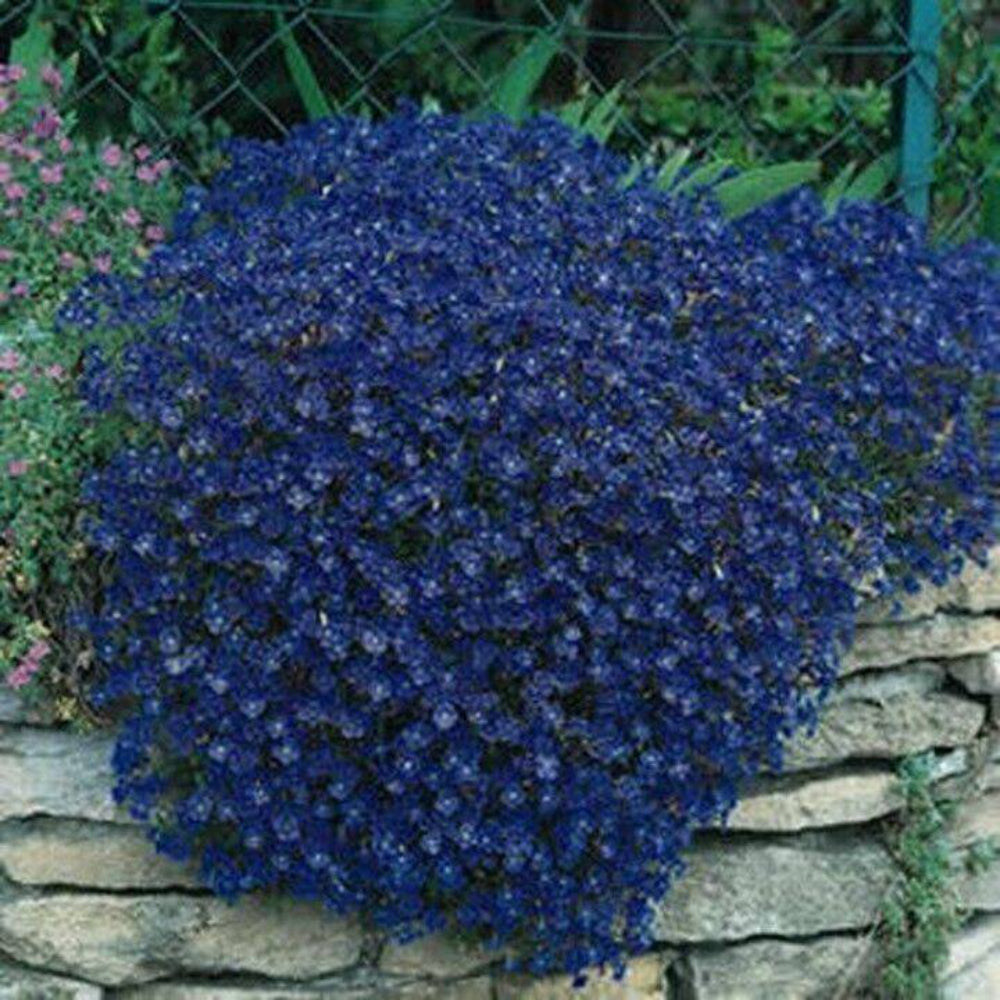 50 Rock Cress Aubrieta Blue Flower Seeds | www.seedsplantworld.com