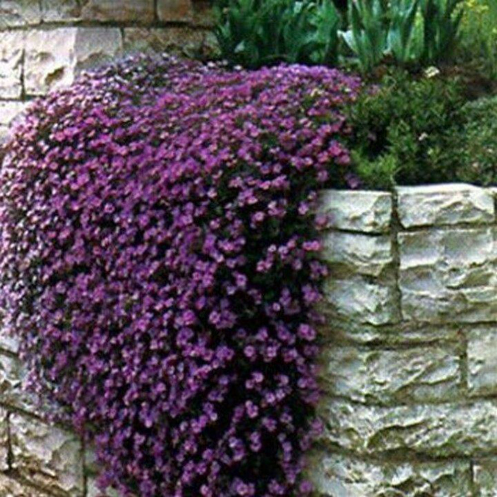 50 Rock Cress Aubrieta Cascade Purple Flower Seeds | www.seedsplantworld.com