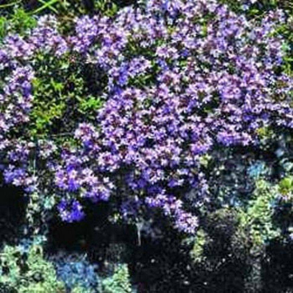 200 Creeping Thyme Mother Flower Seeds | www.seedsplantworld.com