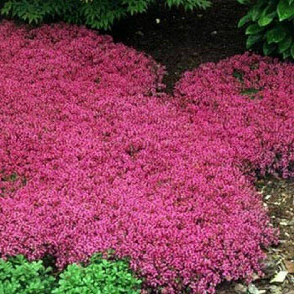 25 Creeping Thyme Magic Carpet Flower Seeds | www.seedsplantworld.com