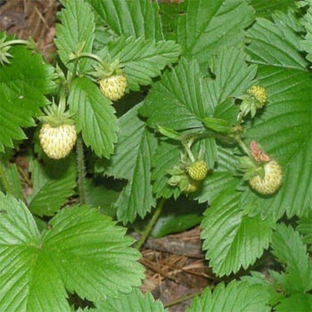 100 Wild Strawberry Vesca White Flower Seeds | www.seedsplantworld.com