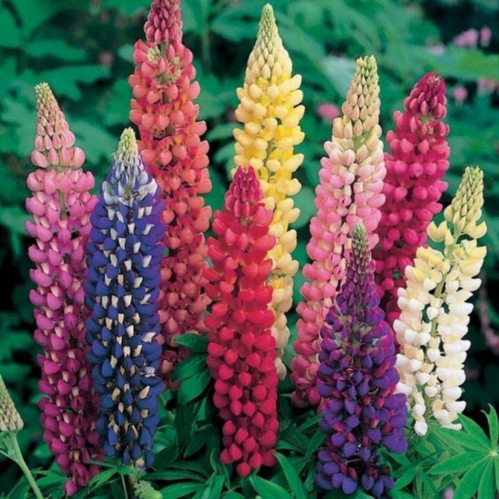 100 Lupine Polyphyllus Russell Mix Flower Seeds | www.seedsplantworld.com