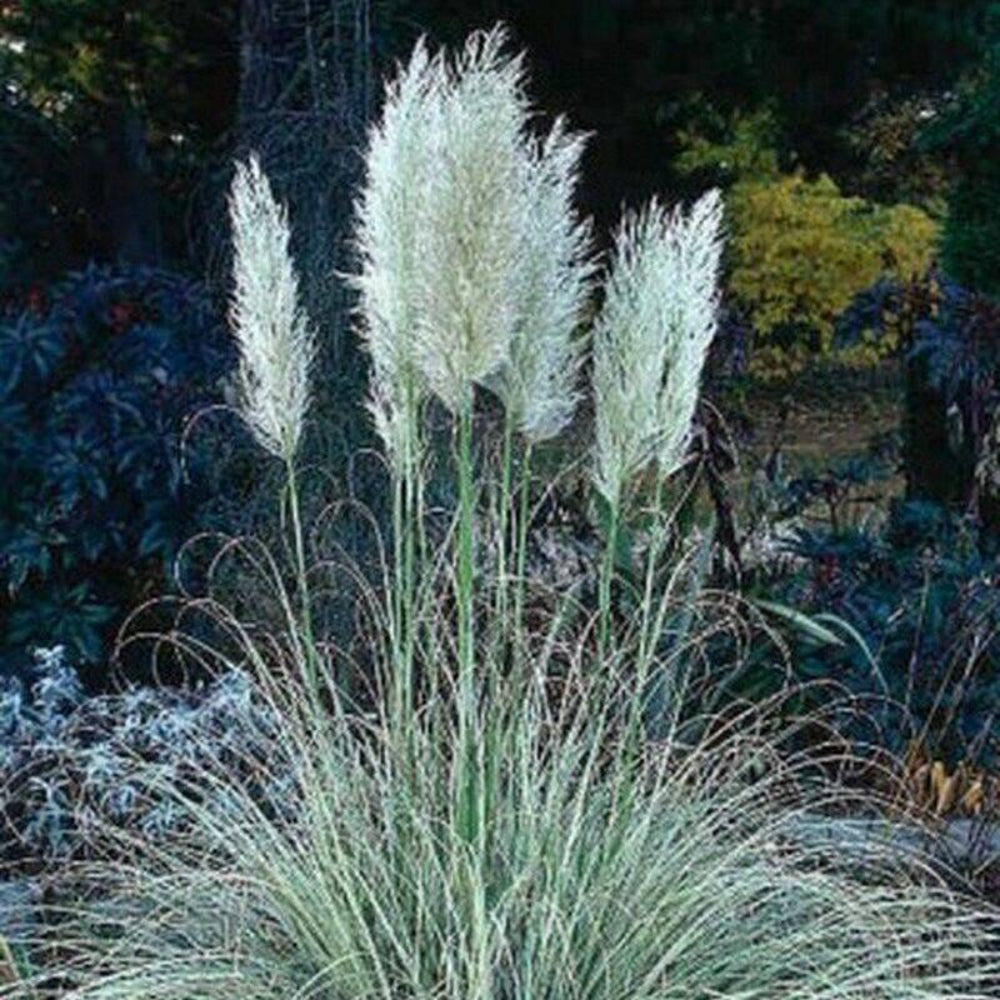 100 Pampas Grass White Flower Seeds | www.seedsplantworld.com