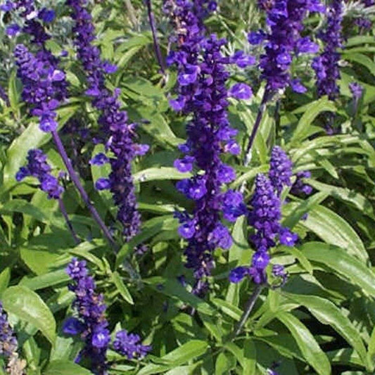 200 Salvia Blue Sage Flower Seeds | www.seedsplantworld.com