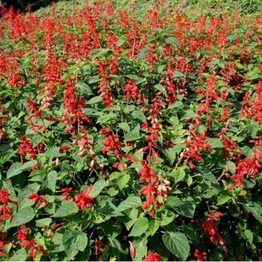 200 Salvia Coccinea Scarlet Sage Flower Seeds | www.seedsplantworld.com