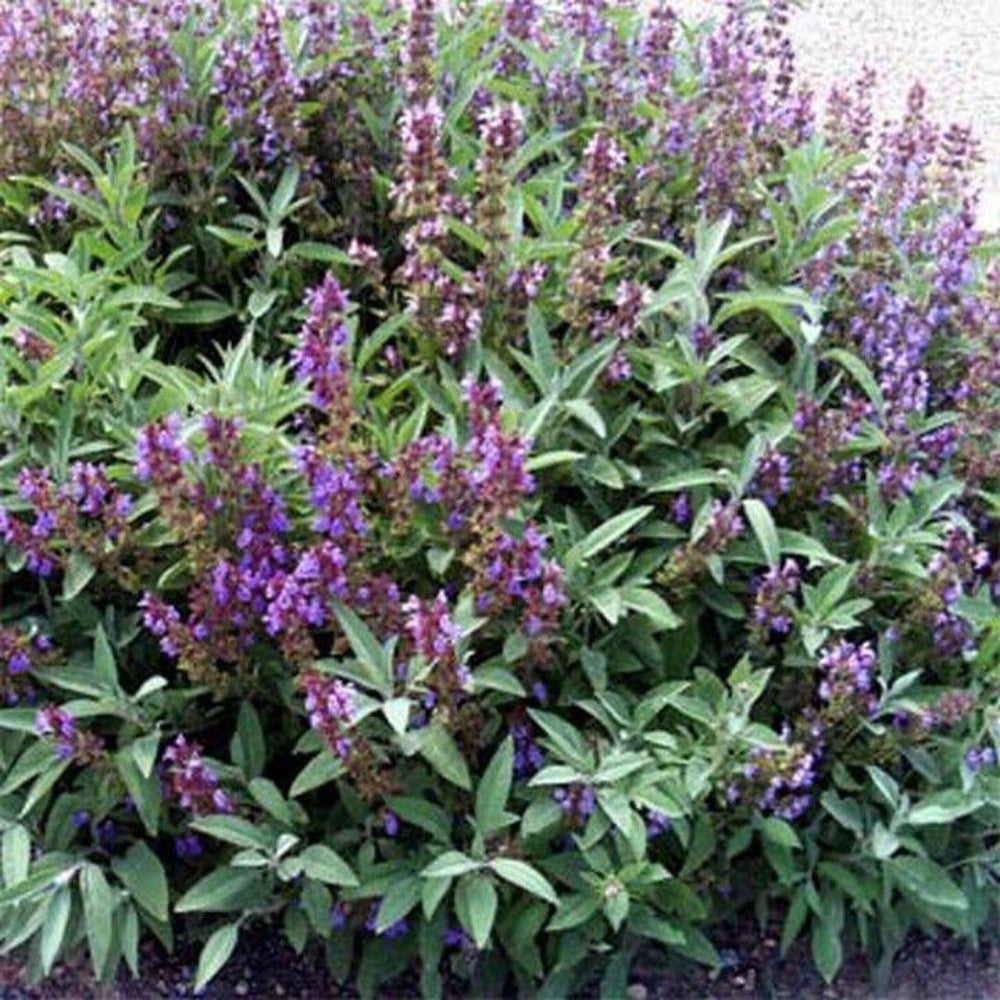 100 Sage Broadleaf Salvia Officinalis Flower Seeds | www.seedsplantworld.com