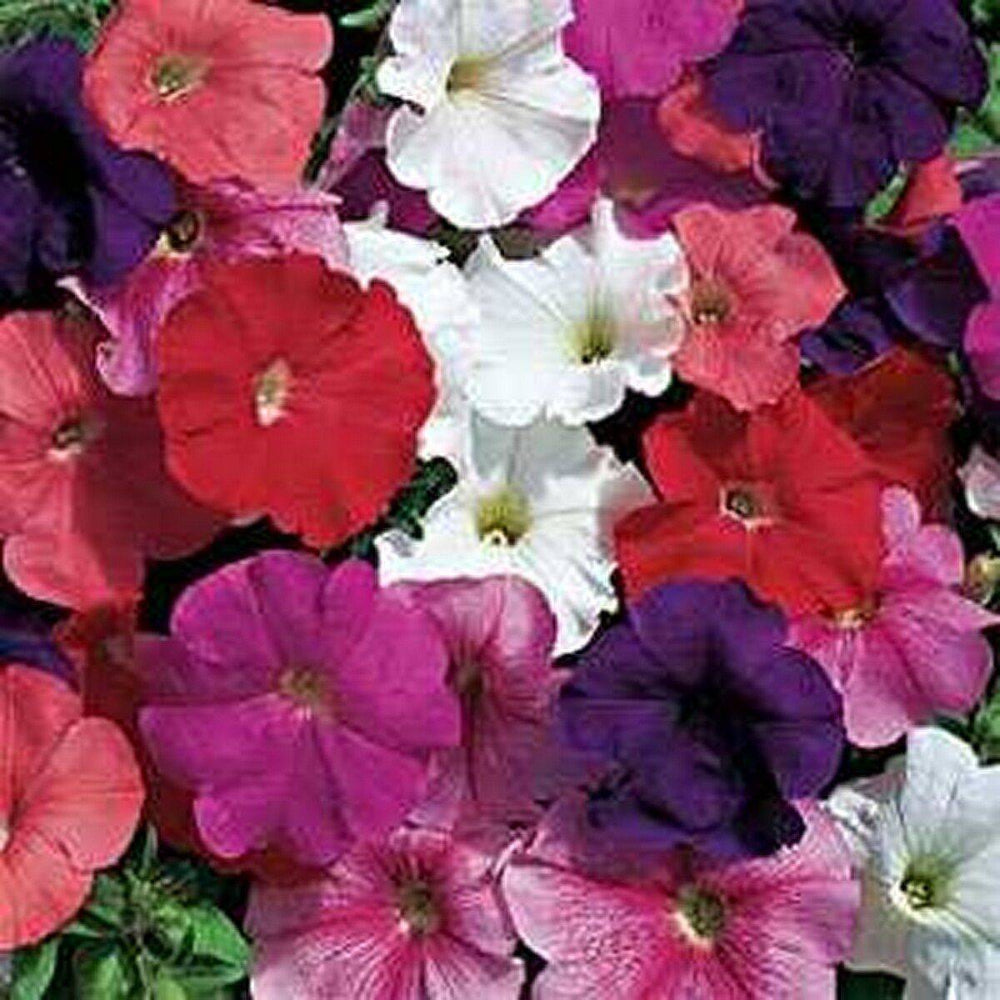 100 Petunia Hybrid Mix Flower Seeds | www.seedsplantworld.com