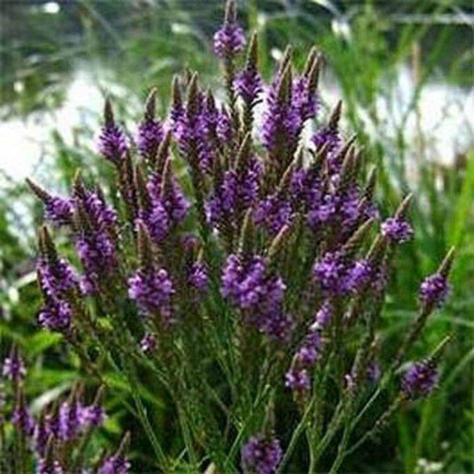 100 Verbena Blue Vervain Hastata Flower Seeds | www.seedsplantworld.com