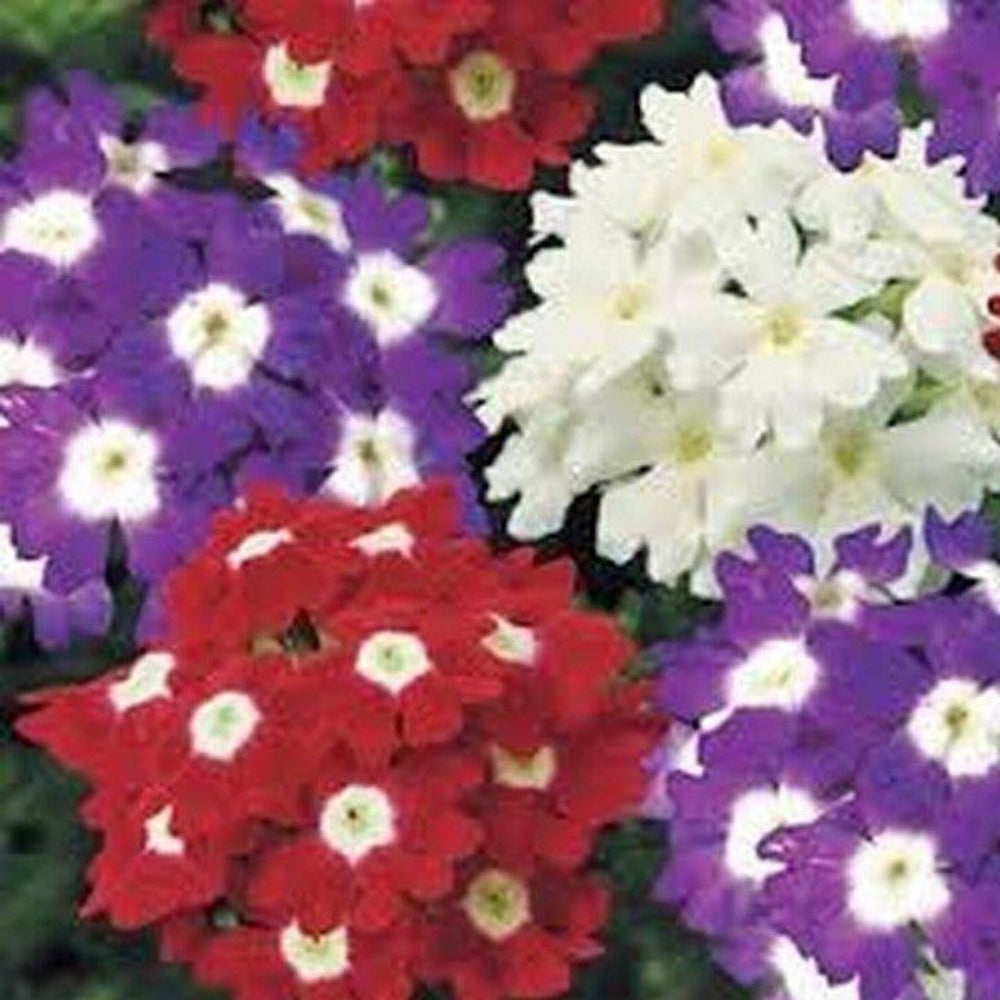 50 Verbena Mixed Colors Flower Seeds | www.seedsplantworld.com