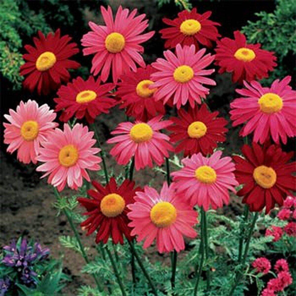 200 Chrysanthemum Robinson Mix Flower Seeds | www.seedsplantworld.com