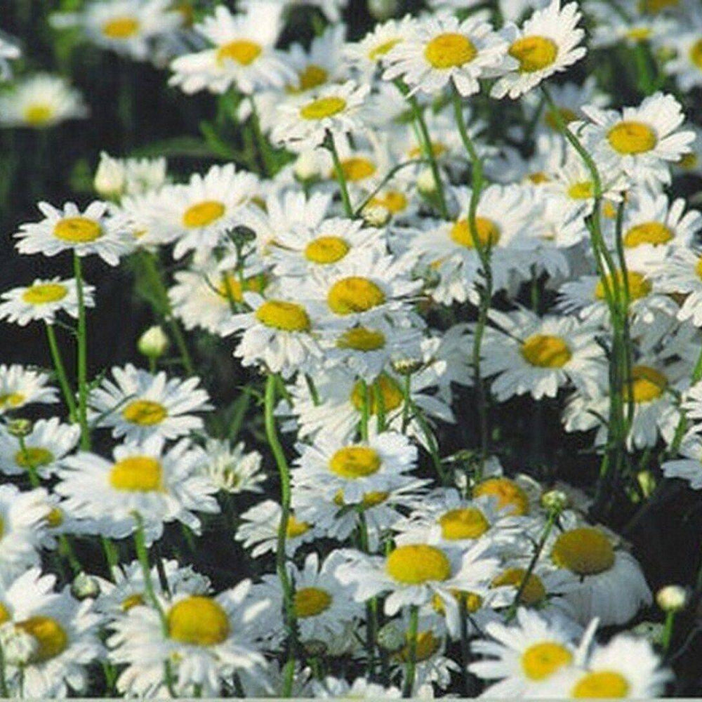 100 Ox Eyed Daisy Chrysanthemum Leucanthemum Flower Seeds | www.seedsplantworld.com