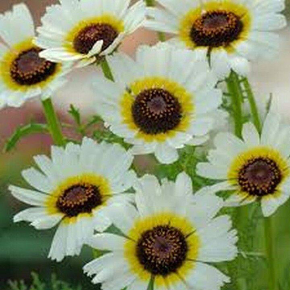 200 Chrysanthemum Polar Star Flower Seeds | www.seedsplantworld.com