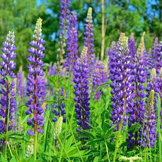 100 Lupine Perennis Flower Seeds | www.seedsplantworld.com