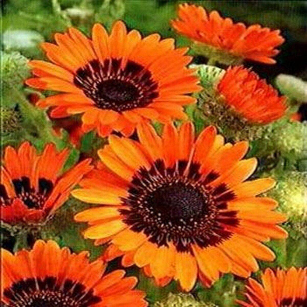 100 Venidium Orange Flower Seeds | www.seedsplantworld.com