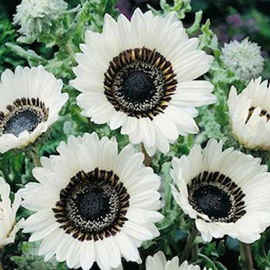 100 Venidium White Flower Seeds | www.seedsplantworld.com