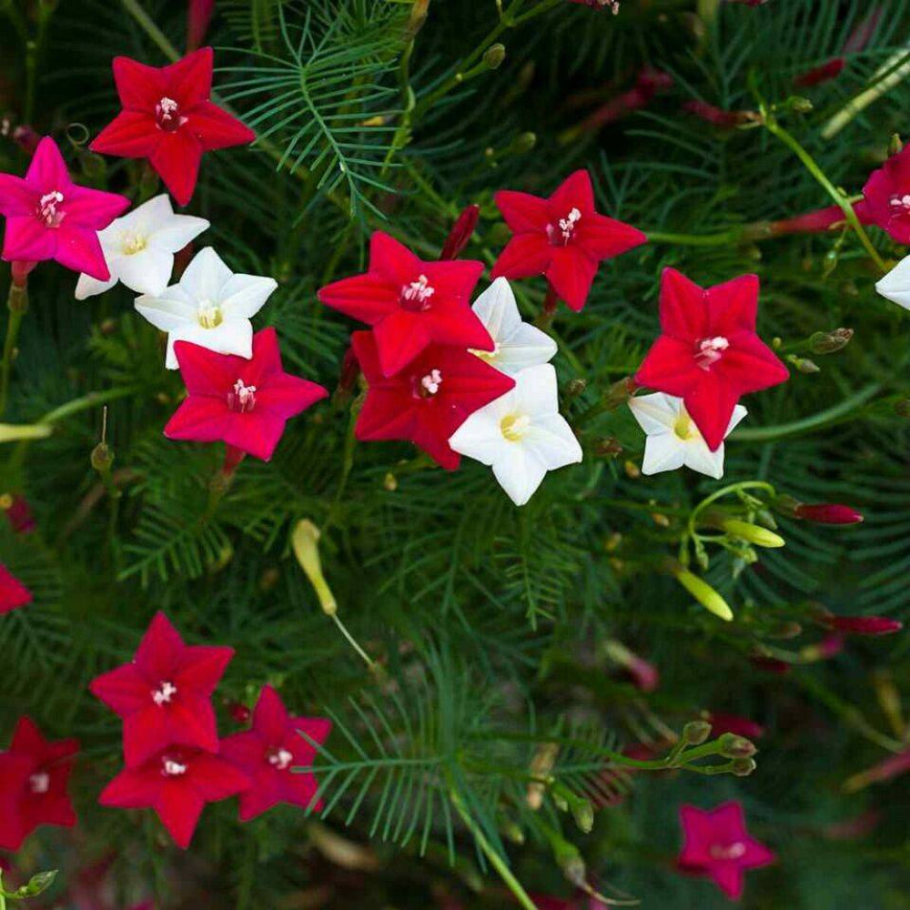 10 Cypress Vine Mix Flower Seeds | www.seedsplantworld.com