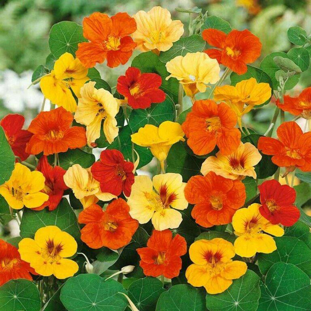 50 Nasturtium Jewels Mix Flower Seeds | www.seedsplantworld.com