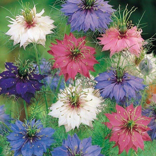 100 Love In A Mist Persian Jewel Mix Nigella Flower Seeds | www.seedsplantworld.com