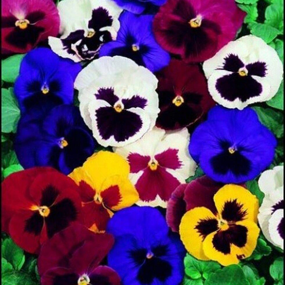 50 Pansy Swiss Giant Mix Flower Seeds | www.seedsplantworld.com