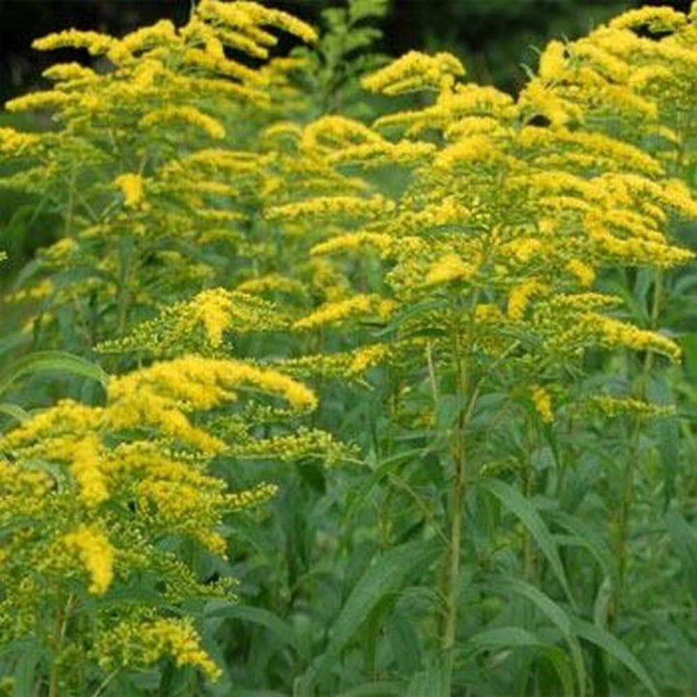 100 Solidago Goldenrod Flower Seeds | www.seedsplantworld.com